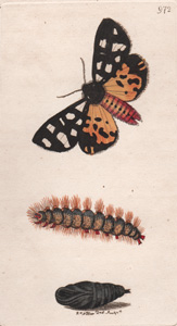 The Cream-spotted Tiger Moth
